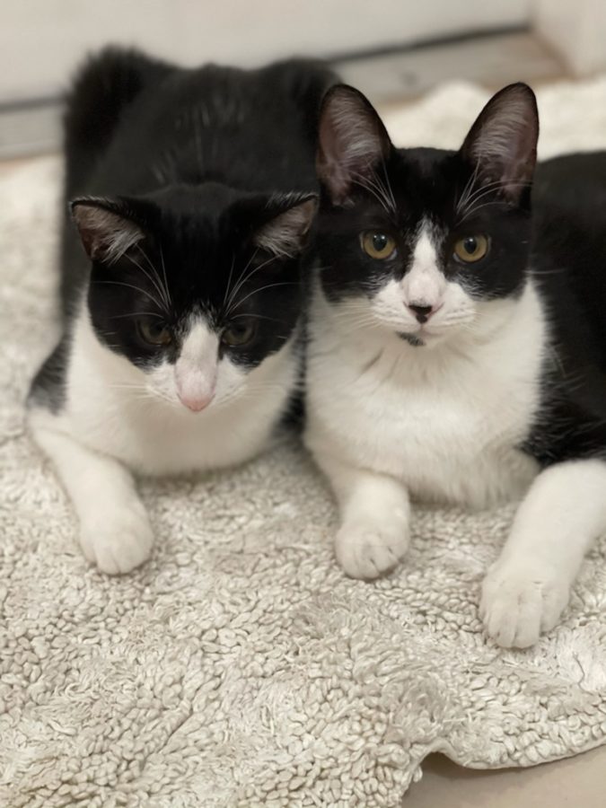 Juniors Gianna and Kiarra DeVItos newly adopted tuxedo kittens.
